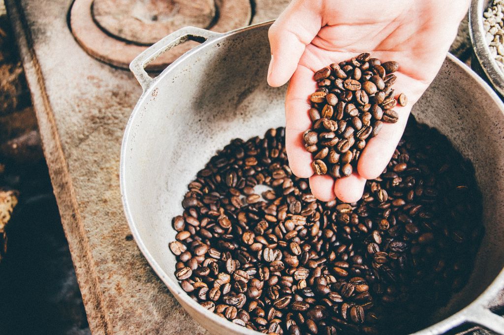 Faire pousser un Caféier à partir de graines (cerises de café) 